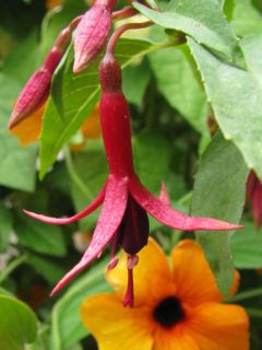 Fuchsia Croix d Honneur 03