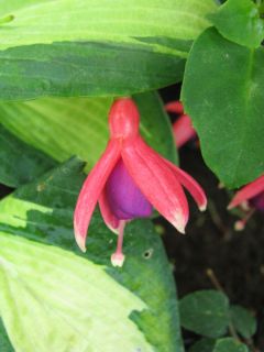 Fuchsia Cupido 01