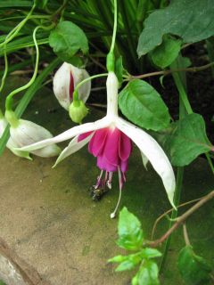 Fuchsia Curtain Call 01