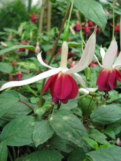 Fuchsia Curtain Call 02