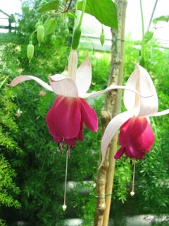 Fuchsia Curtain Call 04