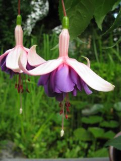 Fuchsia Cymon 02