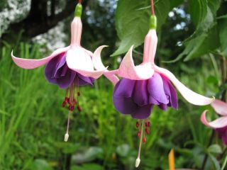 Fuchsia Cymon 04