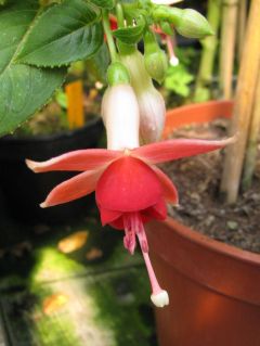 Fuchsia Cyril Holmes 02