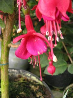 Fuchsienbild Daniel Lambert 01