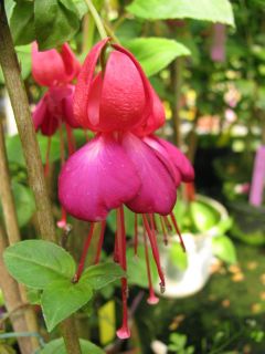 Fuchsienbild Daniel Pfaller 02