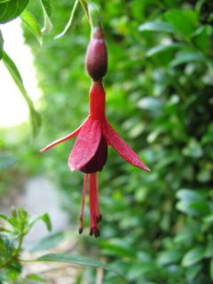 Fuchsienbild David 02