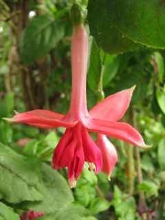 Fuchsienbild De acht Zaligheden 01