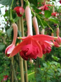 Fuchsienbild De acht Zaligheden 02