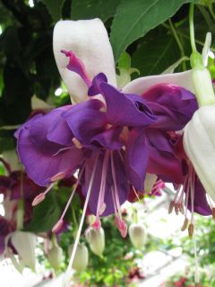 Fuchsienbild Deep Purple 01