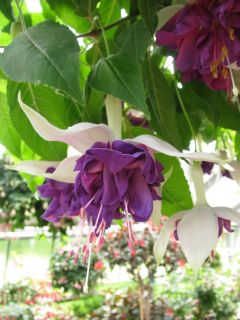 Fuchsienbild Deep Purple 02