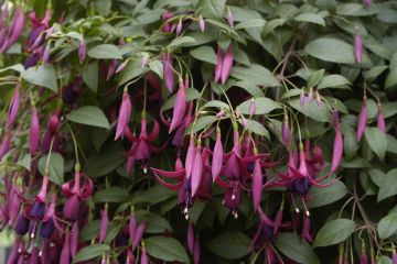 Fuchsienbild Delicate Purple 01