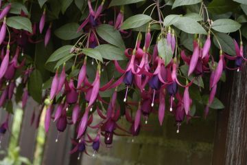 Fuchsienbild Delicate Purple 02