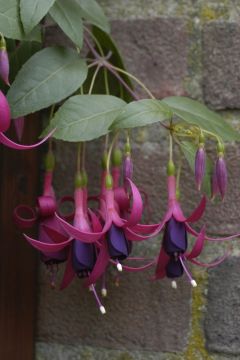 Fuchsienbild Delicate Purple 03