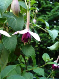 Fuchsienbild Delphobe 01