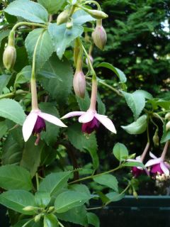 Fuchsienbild Delphobe 02