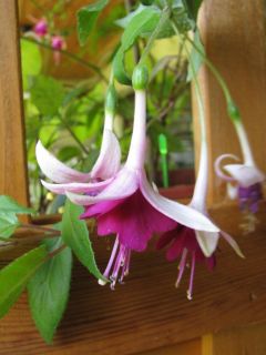 Fuchsienbild Delphobe 03