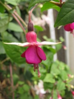 Fuchsienbild Deltas Angelique 01