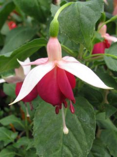 Fuchsienbild Deltas Angelique 02