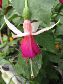 Fuchsienbild Deltas Angelique 03