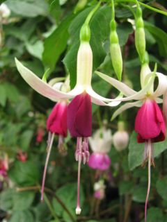 Fuchsienbild Deltas Paljas 01