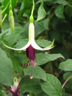 Fuchsienbild Deltas Paljas 02