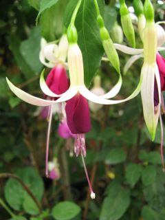 Fuchsienbild Deltas Paljas 03