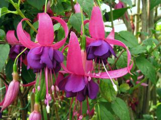 Fuchsienbild Deltas Parade 01