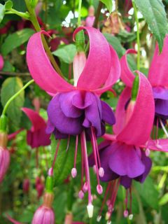 Fuchsienbild Deltas Parade 02