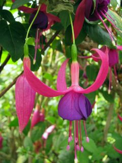 Fuchsienbild Deltas Parade 03