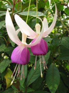 Fuchsienbild Deltas Sara 04