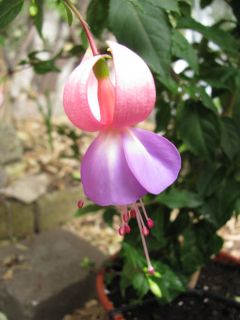 Fuchsienbild Denise 02