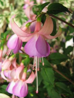 Fuchsienbild Denise 04