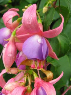 Fuchsienbild Denise 05