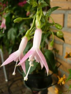 Fuchsienbild Dharla 01