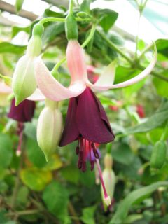 Fuchsienbild Diadem 01