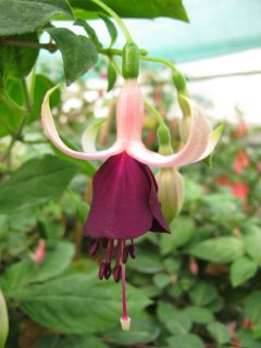 Fuchsienbild Diadem 03