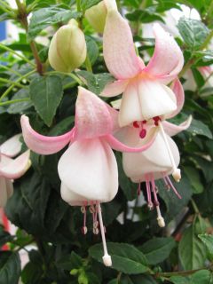 Fuchsienbild Diamanthochzeit 01