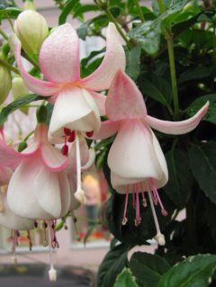 Fuchsienbild Diamanthochzeit 02