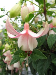 Fuchsienbild Diamanthochzeit 03