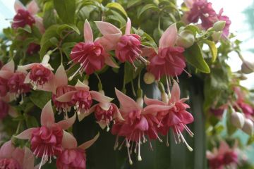 Fuchsienbild Diamond Celebration 01