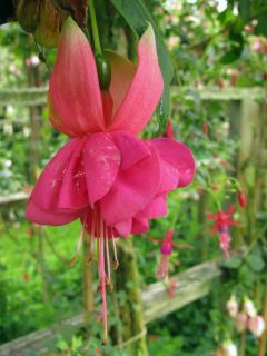 Fuchsienbild Diana 01