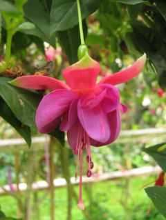 Fuchsienbild Diana 02