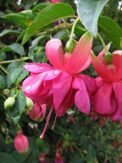 Fuchsienbild Diana 03