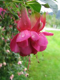 Fuchsienbild Diana 04