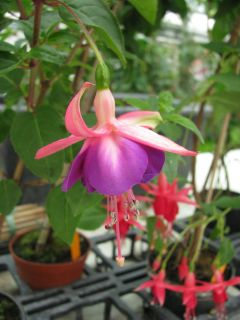 Fuchsienbild Dick Swinbank 01