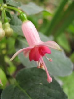 Fuchsienbild Die Schoene Wilhelmine 01