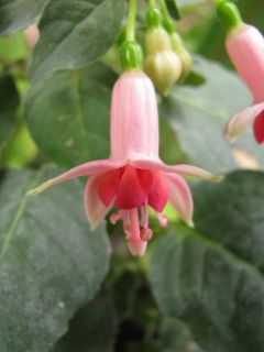 Fuchsienbild Die Schoene Wilhelmine 02