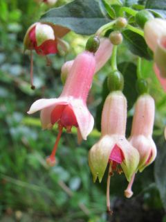 Fuchsienbild Die Schoene Wilhelmine 03