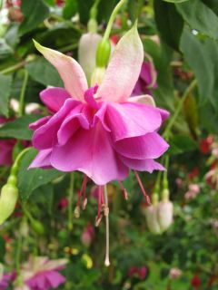 Fuchsienbild Dilly Dilly 02